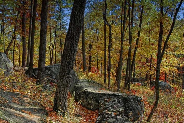 A forested area with large boulders and dense trees with fall colored leaves