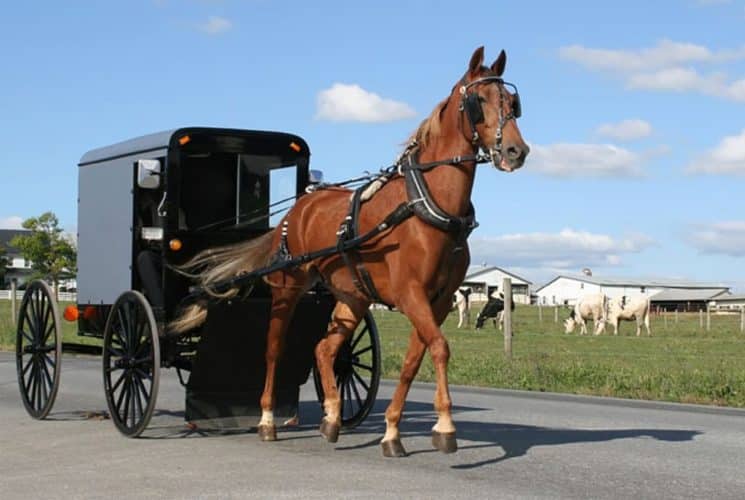 A large brown horse towing a black Amish buggy on a road near a farm field