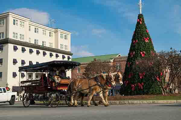 Horse draw carriage in front of a large christmas tree