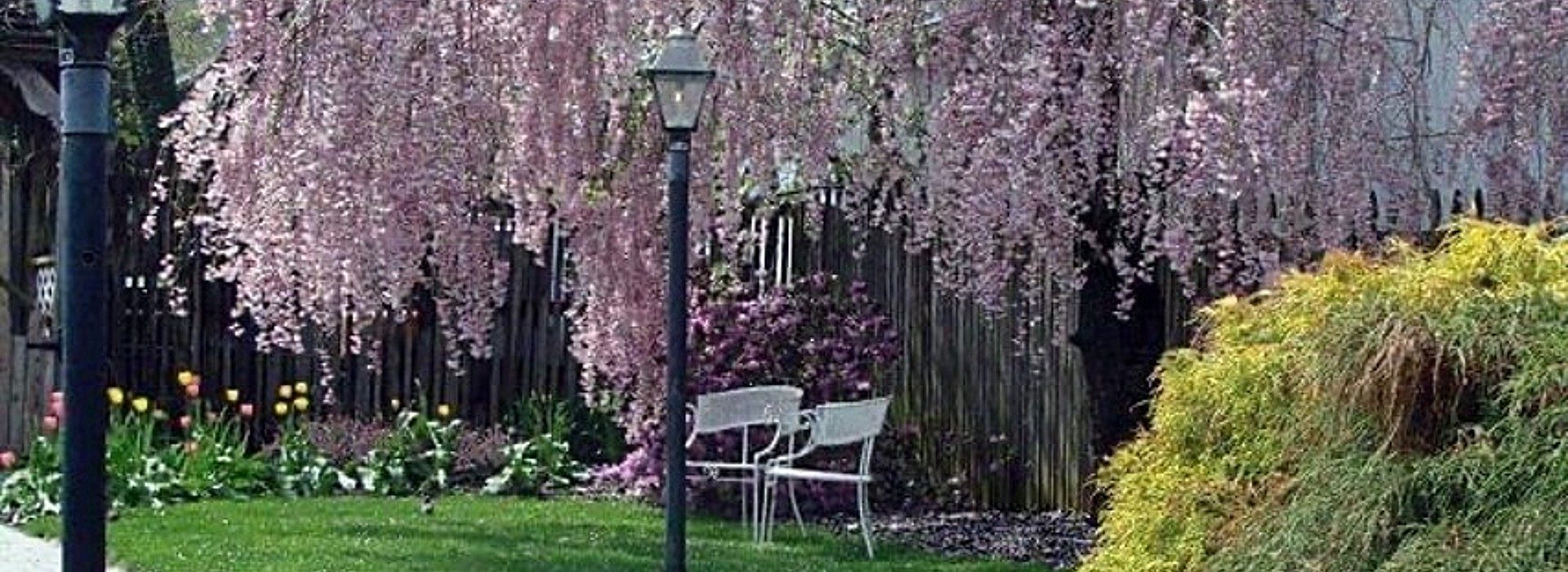 Blooming Weeping Willow tree full of pink buds over a grassy area with black lantern light posts