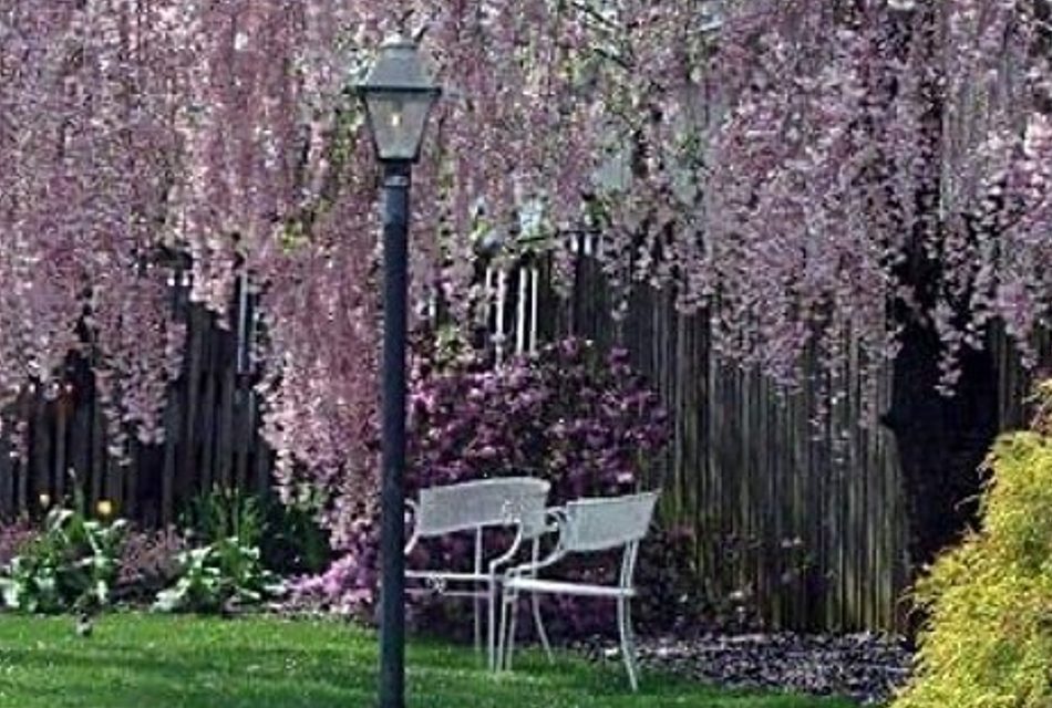 Blooming Weeping Willow tree full of pink buds over a grassy area with black lantern light posts